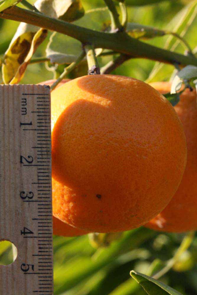              Fruit (Riverside, CA)       